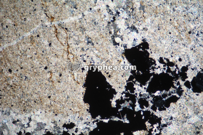 Schiste bitumineux LPA x25 - gryphea.org